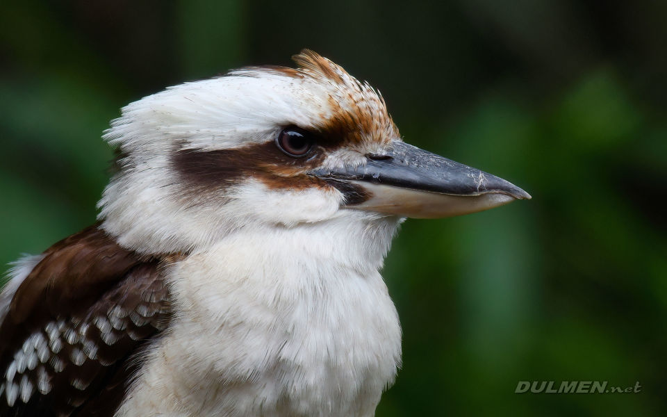 Kookaburra (Dacelo novaeguineae)